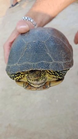 Черепахи юной взгляд