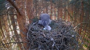 Второй птенец появился на свет! Трогательный момент помощи от родителя