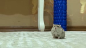 Skibidi Toilet in Real Life : Skibidi vs Cat and Hamster