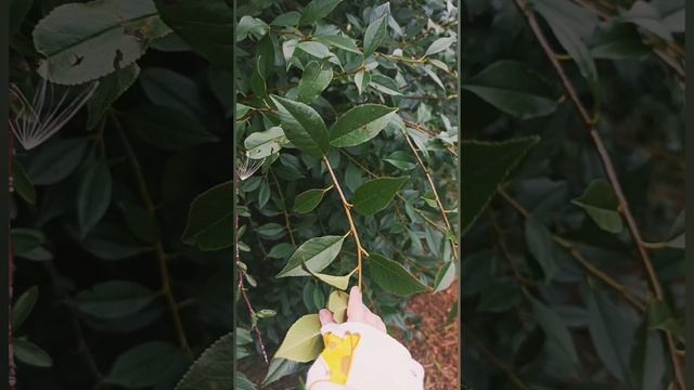 Мирошка на даче🥰.mp4