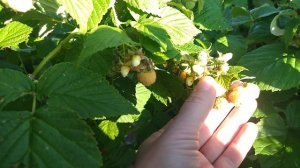 Малиновый рай