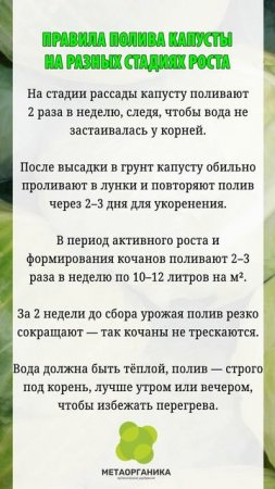 Правила полива капусты на разных стадиях роста