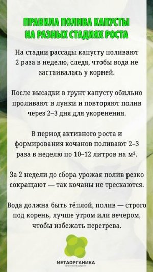 Правила полива капусты на разных стадиях роста