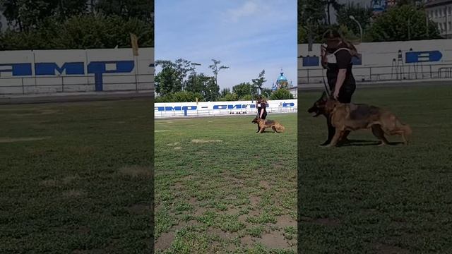 1 Отл. КЧК De Orse Mak Flai MELISSA +++ №23. КЧК ИРКУТСК 5 июля`25 Моно немецких овчарок