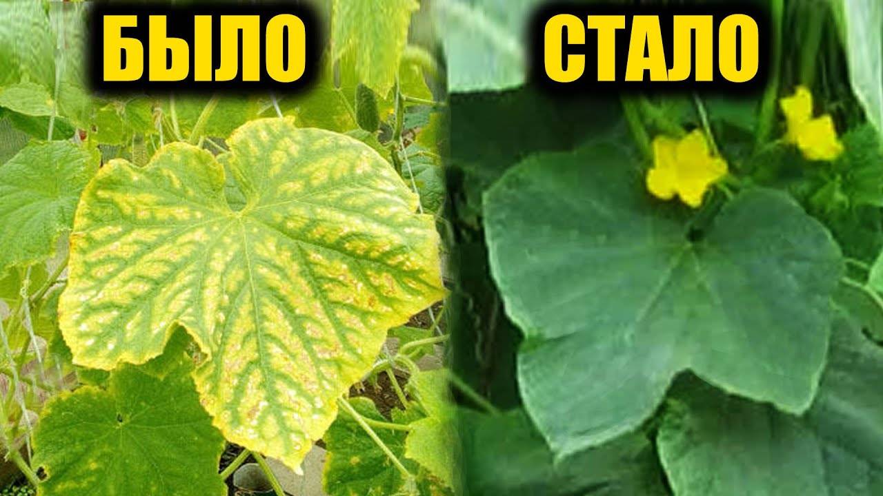 Желтеют листья ОГУРЦОВ как это остановить навсегда и чтобы сразу начали плодоносить ведрами!