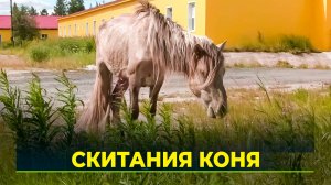 Новоуренгойцы озадачены состоянием коня, свободно гуляющего по городу