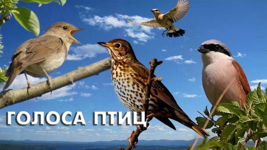 Голоса птиц .Звуки природы -  Лечебная музыка леса - релакс видео