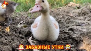 Забавные утки мускусные и пекинские на свободном выгуле ч.(145) ❣️🤗😂