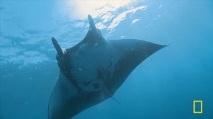 When Sharks Attack...and Why: Global Encounters | MEGA EPISODE | Nat Geo Animals