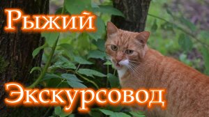 Рыжий экскурсовод