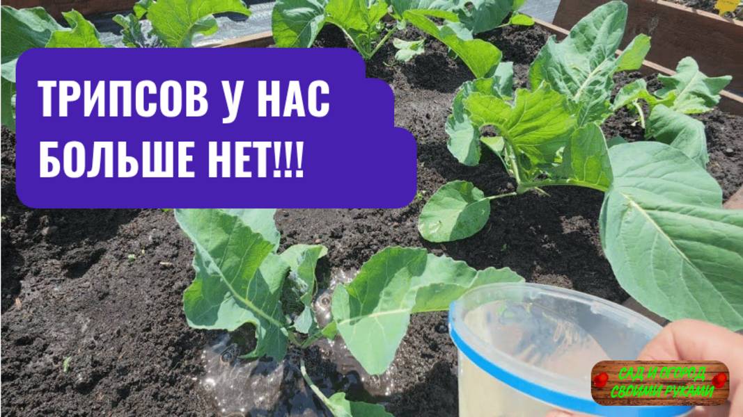 Трипсы посыпались с огурцов от одной обработки! [биологическая]!