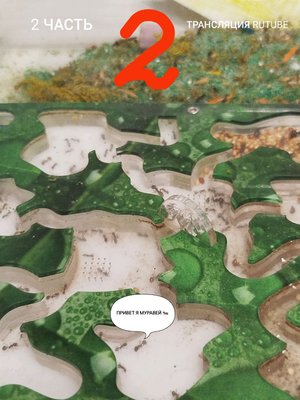 МУРАВЬИНАЯ ФЕРМА 2 ЧАСТЬ 〽️ 🐜🐜