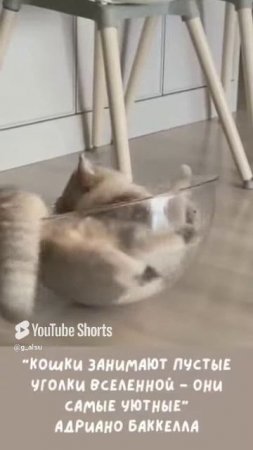 О кошках.