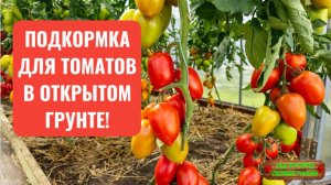 Чем подкормить томаты в открытом грунте сейчас+ 100% завязь!