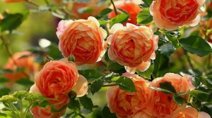 Истории из жизни. Предчувствие беды. Аудио рассказы, Жизненные истории слушать