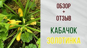 Кабачок "золотинка". Обзор. Отзыв. Сравнение с "фараоном".