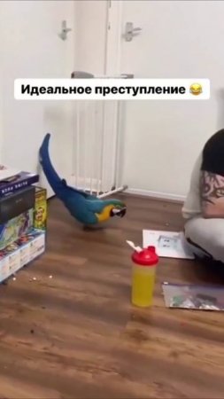 Миссия выполнима