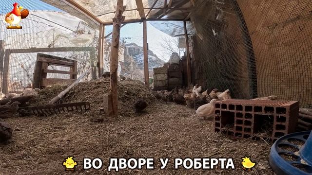 Содержание кур в домашних условиях и других птиц во дворе у Роберта 🐣🐤🦆🐔🪿🦃 (53)