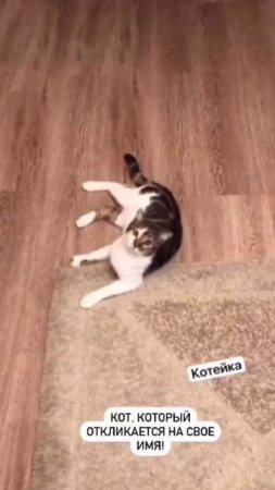 Кот отзывается на свое имя