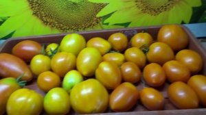 Томат Хурма старинная. Провожу испытание на ЛЕЖКОСТЬ и СОХРАННОСТЬ ПРИ КОНСЕРВИРОВАНИИ.