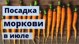 Посадка моркови в июле 2025 года в открытый грунт. Правила посадки и советы огородникам.