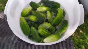 Соленые огурцы в банке как бочковые