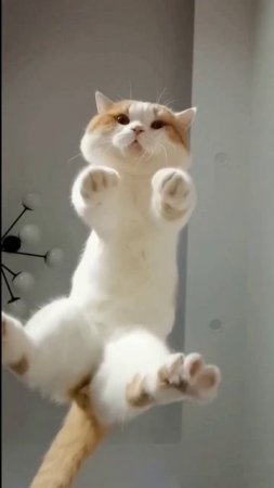 Cats and Kittens 4