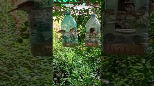15.07.25. зарисовка воробьев в кормушках
