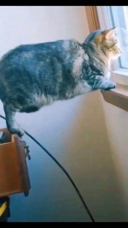 #юмор #прикол #приколы #угар #ржака #ржач #смех #смешно #кот #котики #животные #милота #весело #яппи