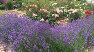 КУДА Я ПРОПАЛА / СУП ФОБО / ВКУСНЫЕ ЗАВТРАКИ / ОБЗОР ПОКУПОК