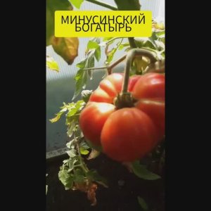 ЗНАМЕНИТАЯ СЕРИЯ МИНУСИНСКИЕ ТОМАТЫ - МИНУСИНСКИЙ БОГАТЫРЬ
ОБЗОР СОРТА