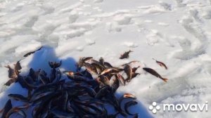 В гостях у Лешего