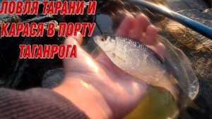 Ловля Тарани И Карася В Порту Таганрога. Попытка номер 1/3