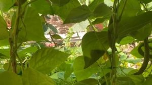 Воззвание к аграриям и огородникам.