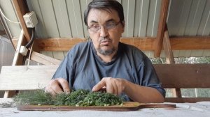 Заготовка зелени на зиму. 15.07.25