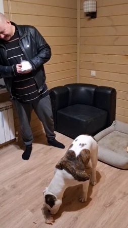 Американский бульдог кушает
