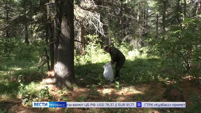 В Кузбассе с 15 августа начнётся сбор кедровых орехов