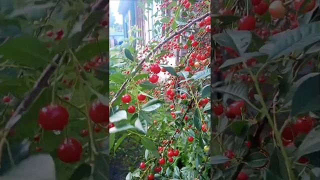 вишня