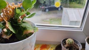 Комнатные цветы на деревенском окне