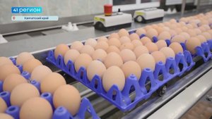НА ОБЪЁМЫ ПРОИЗВОДСТВА 100 ТЫСЯЧ ЯИЦ В ДЕНЬ ВЫШЛА ПТИЦЕФАБРИКА «ПИОНЕРСКОЕ» • НОВОСТИ КАМЧАТКИ