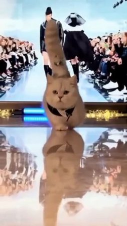 cat on the podium