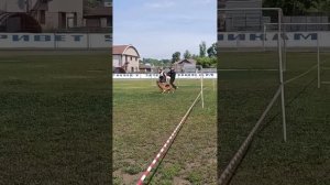 4 Отл. ЯДВИГА с Братского взморья +++ №27. КЧК ИРКУТСК 5 июля`25 Моно немецких овчарок