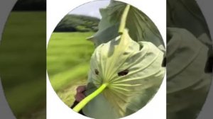 Смешные видео