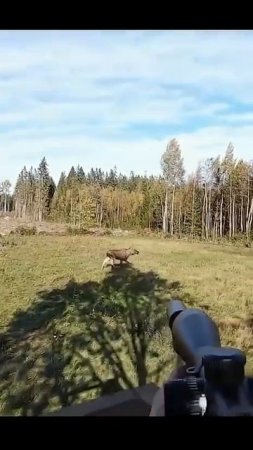 Охота на Лося 🎯🦌 #охота