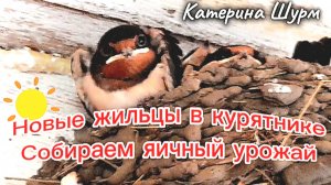 #7|25 Новые жильцы в курятнике| Собираем яичный урожай| Деревенские будни