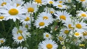 Истории из жизни - Как начать жизнь с чистого листа... НОВИНКА