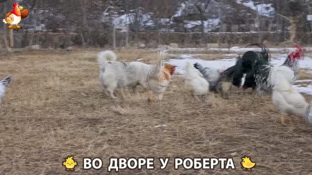 Содержание кур в домашних условиях и других птиц во дворе у Роберта 🐣🐤🦆🐔🪿🦃 (54)