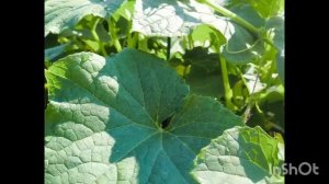 Мой сад-огород.