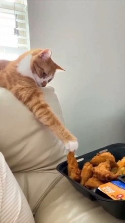 cat stole a chicken