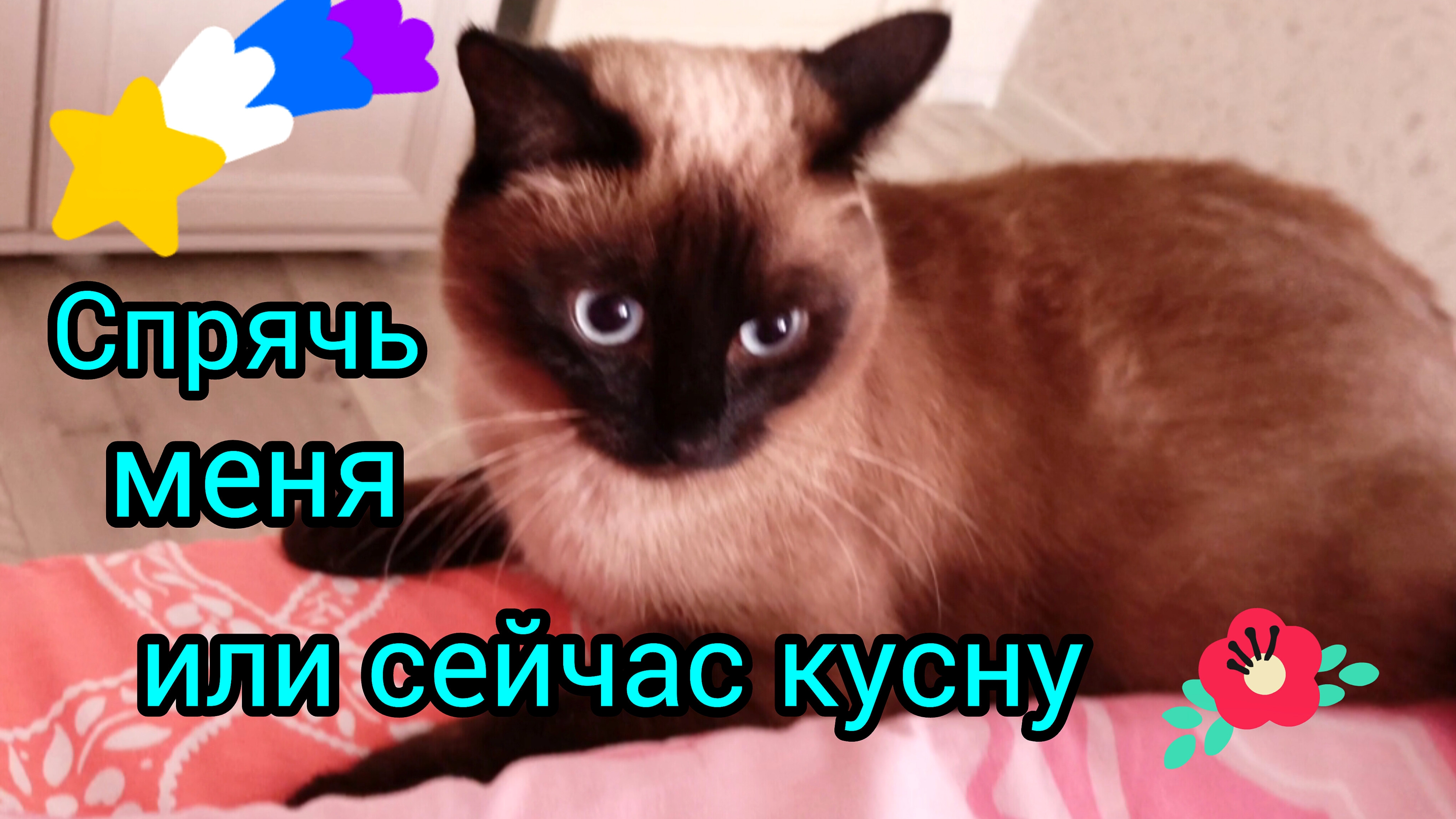 Кошка🐱Ладушка😃шалит #смешныекоты #котики #прикольные #кошки